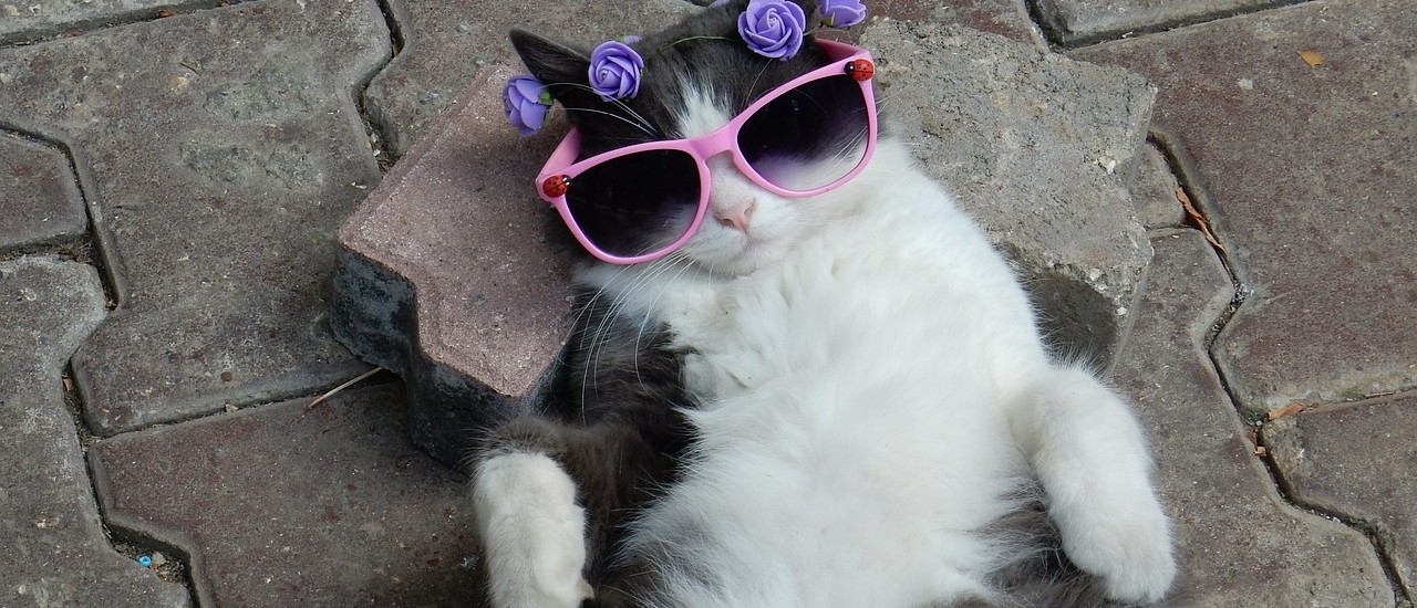 Idleness- A cat being cool