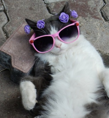 Idleness- A cat being cool